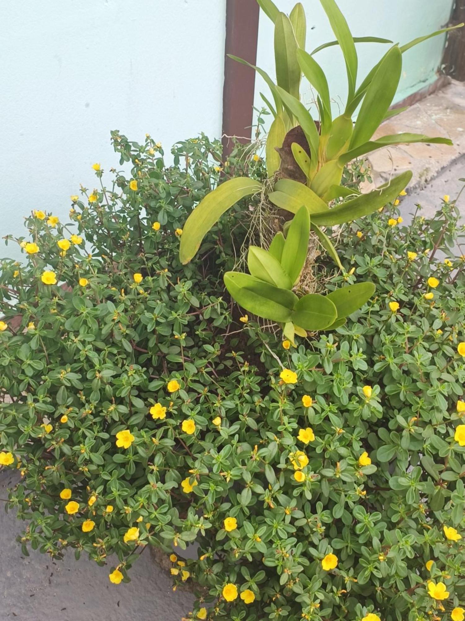 Pousada Nova Primavera Ubatuba Exterior foto